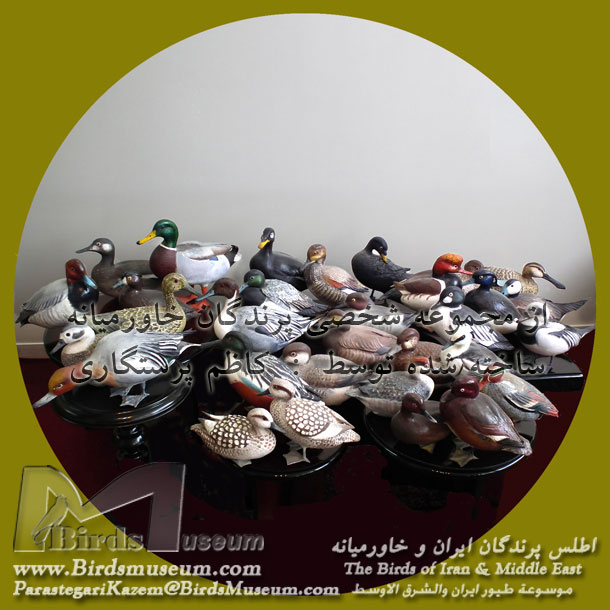 اردک و مرغابی اردک و مرغابی