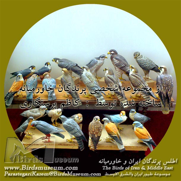 شاهین ها شاهین ها