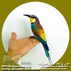 زنبور خور معمولی