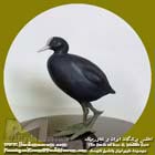 چنگر