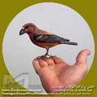 سهره نوک قیچی