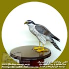 طرلان