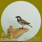 گنجشک معمولی