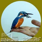 ماهی خورک  کوچک