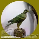 عقاب جنگلی