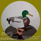 کله سبز