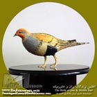 باقرقره دم دراز