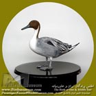 فیلوش