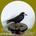 کلاغ سیاه