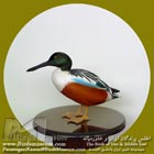 نوک پهن