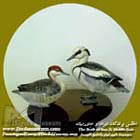 مرگوس سفید