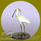 کفچه نوک