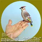بال لاکی
