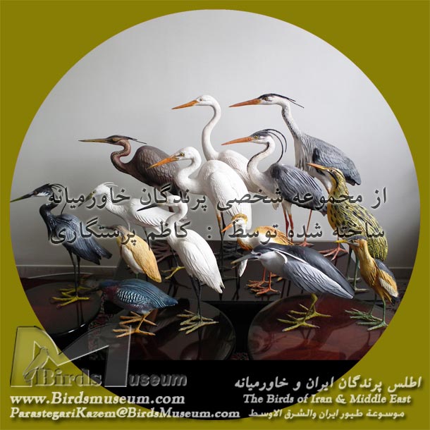 حواصیل حواصیل
