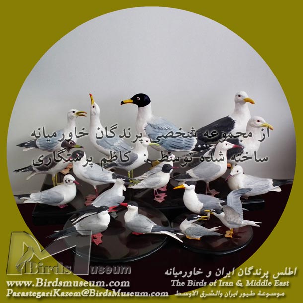 کاکایی کاکایی