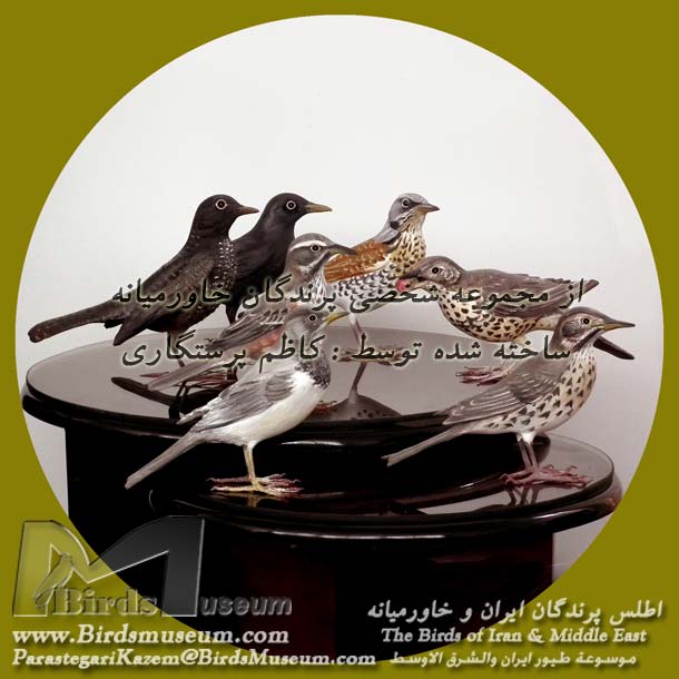 توکا توکا